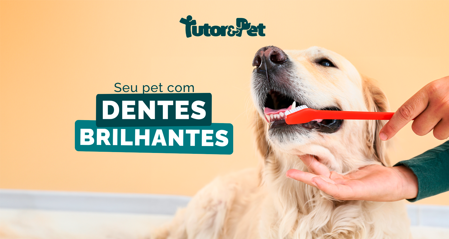 Como escovar os dentes do meu pet?