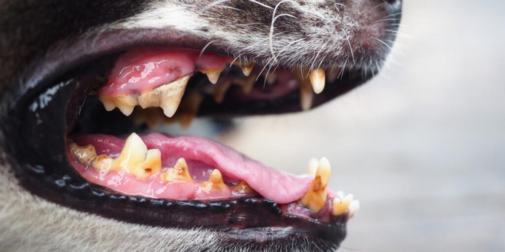 Como escovar os dentes do meu pet?