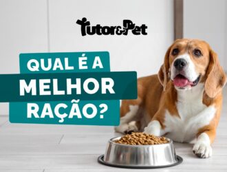 Alimentação saudável para cães e gatos.