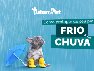 Como proteger seus animais de estimação em dias frios e chuvosos