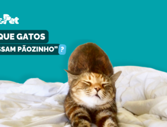 Porque gatos “amassam pãozinho”?