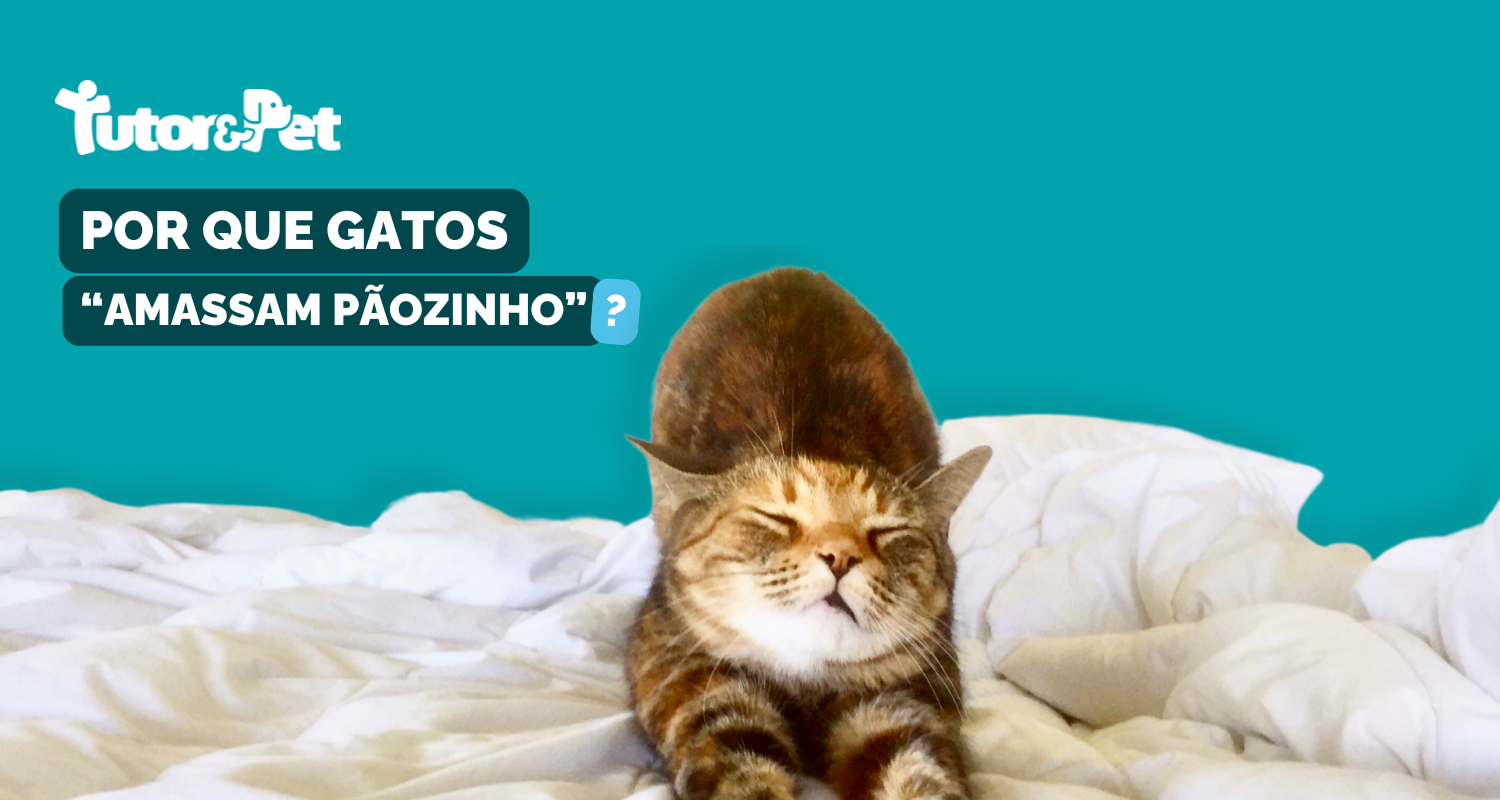 Porque gatos “amassam pãozinho”?