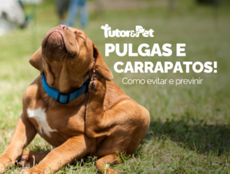 Como Prevenir Pulgas e Carrapatos em Pets