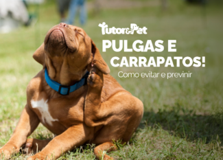 Como Prevenir Pulgas e Carrapatos em Pets