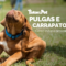 Como Prevenir Pulgas e Carrapatos em Pets