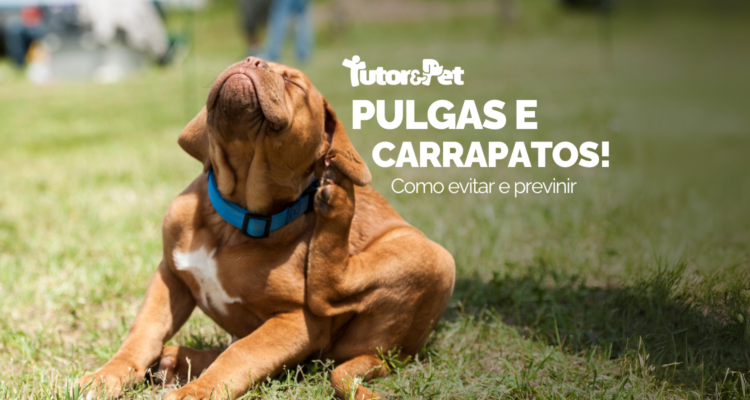 Como Prevenir Pulgas e Carrapatos em Pets