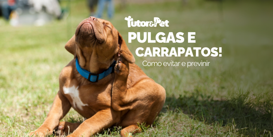 Como Prevenir Pulgas e Carrapatos em Pets