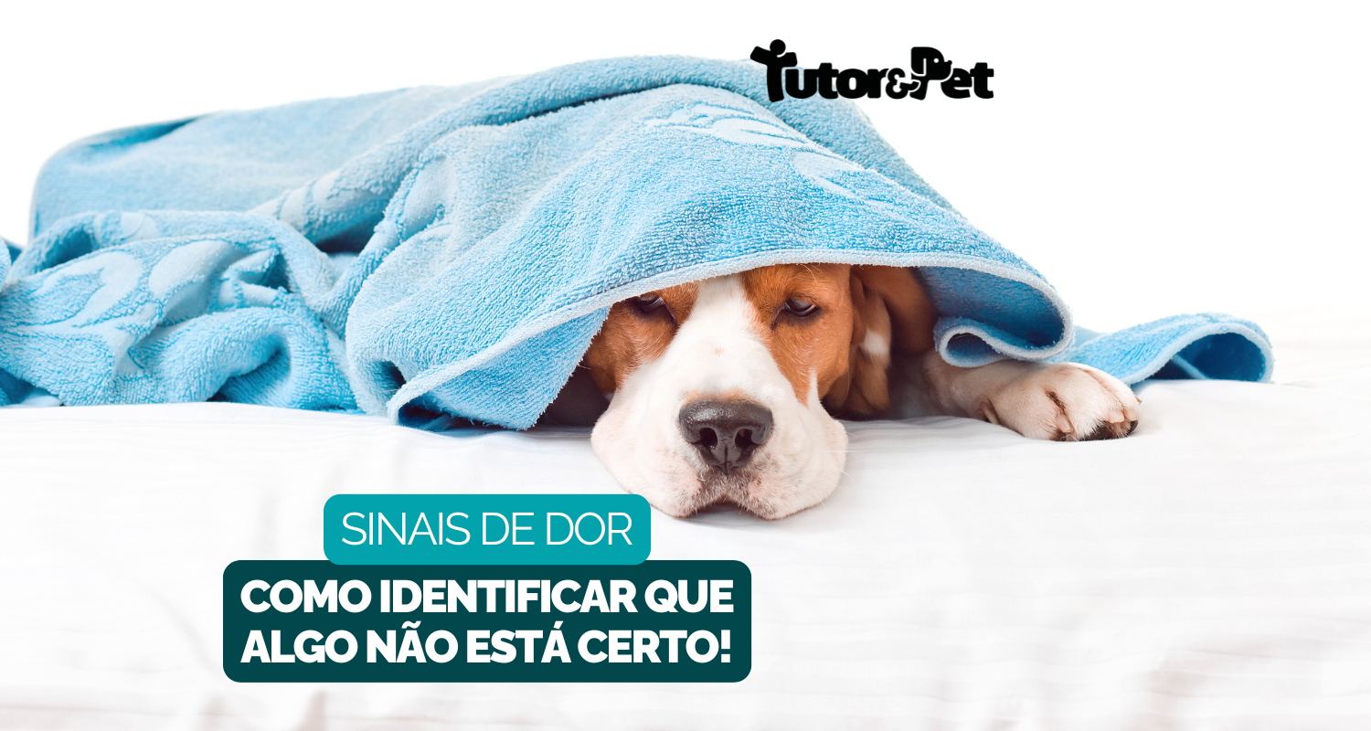 Sinais de Dor em Pets: Como Identificar que Algo Não Está Certo com o Seu Melhor Amigo