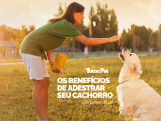 Por que adestrar seu cachorro? Benefícios reais e dicas para começar