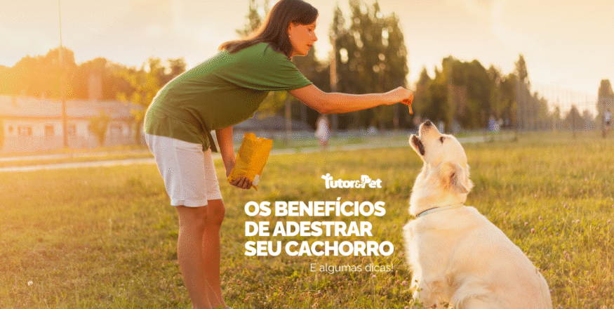 Por que adestrar seu cachorro? Benefícios reais e dicas para começar
