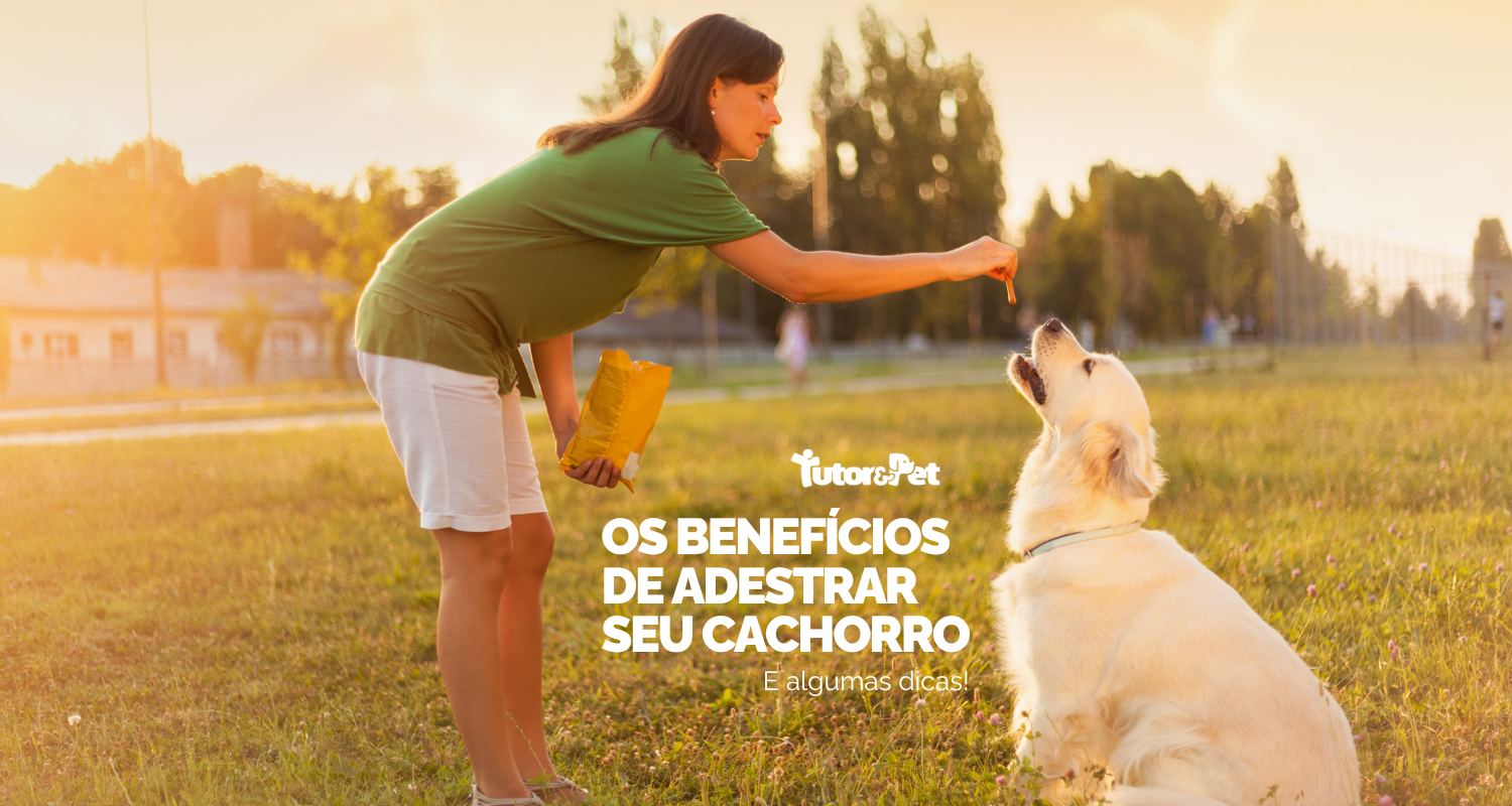 Por que adestrar seu cachorro? Benefícios reais e dicas para começar
