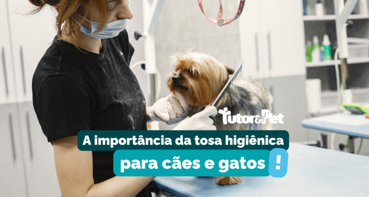 A Importância da Tosa Higiênica para Cães e Gatos: Como ela Beneficia a Saúde e o Bem-Estar dos Pet