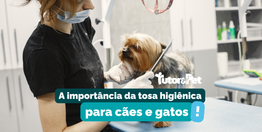 A Importância da Tosa Higiênica para Cães e Gatos: Como ela Beneficia a Saúde e o Bem-Estar dos Pet