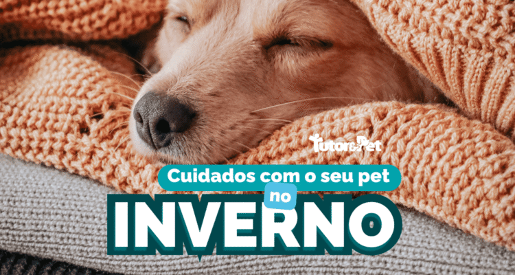 Cuidados com o seu pet no inverno: como manter seu amigo saudável nos dias frios.