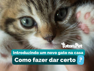 Como Introduzir um Novo Gato em Casa de Forma Segura e Tranquila