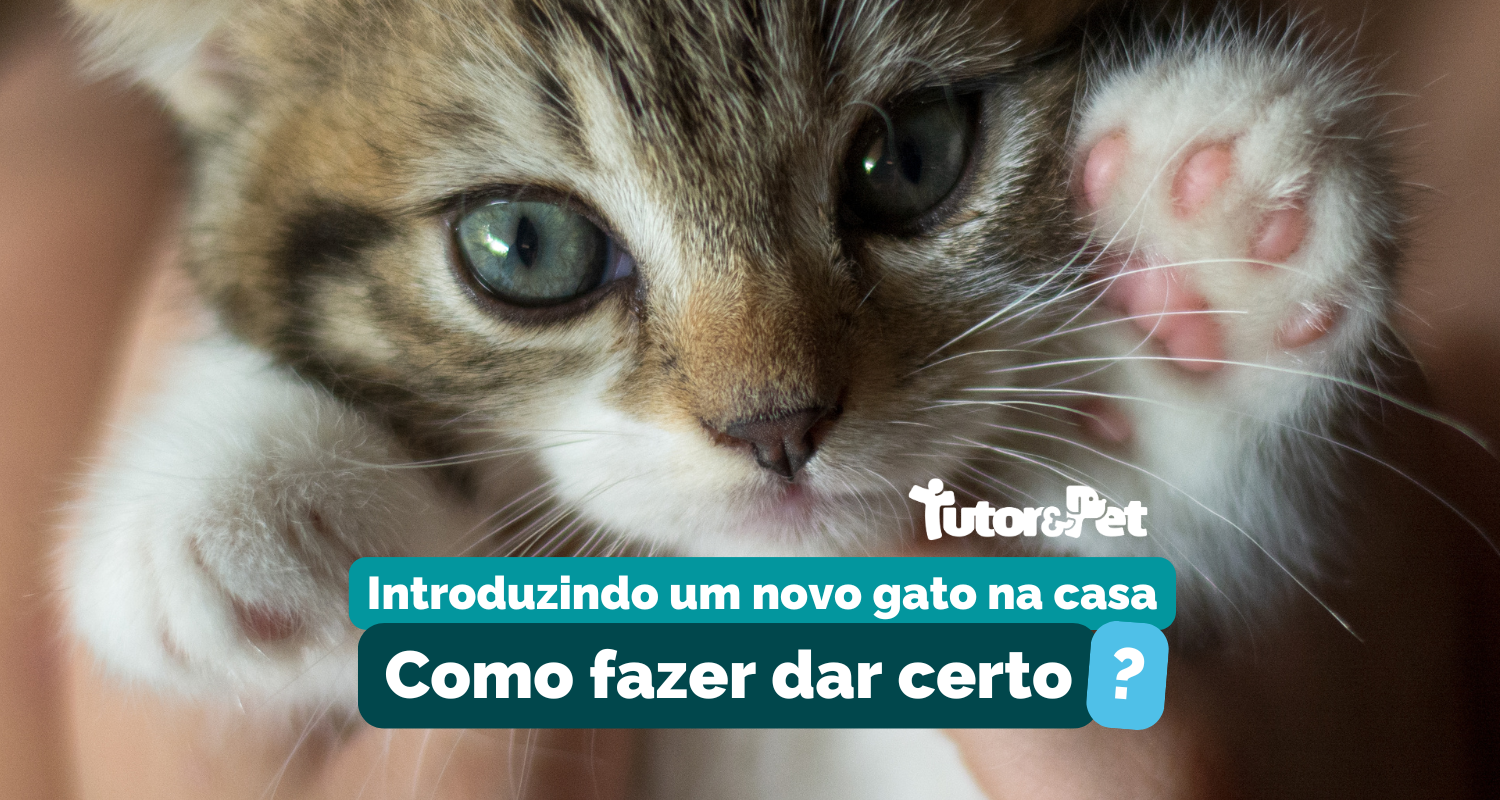 Como Introduzir um Novo Gato em Casa de Forma Segura e Tranquila
