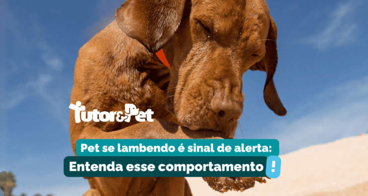 Seu pet se lambe demais? Entenda o que esse comportamento pode indicar