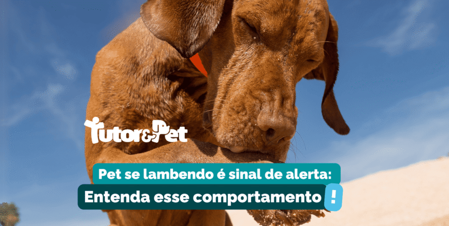 Seu pet se lambe demais? Entenda o que esse comportamento pode indicar