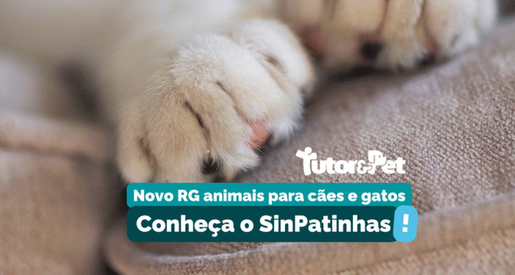 SinPatinhas: conheça o novo RG animal para cães e gatos