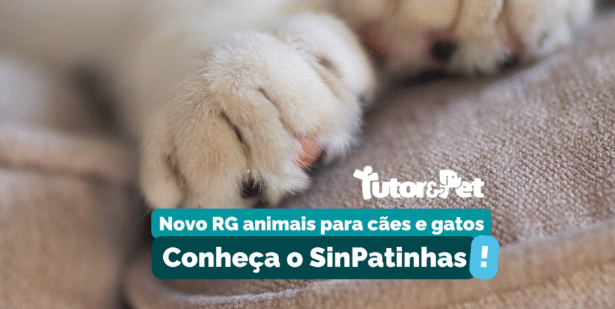 SinPatinhas: conheça o novo RG animal para cães e gatos
